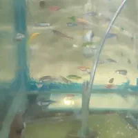 ماهی مولی و گوپی بهترین نژاد و بهترین سایز|ماهی|مشهد, ادیب نیشابوری (شهرک غرب)|دیوار