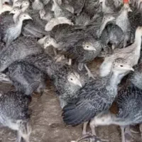 بوقلمون برنز سینه پهن