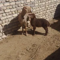 میش زایده|حیوانات مزرعه|بردسکن, |دیوار