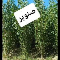 تولید انواع نهال پسته پیوندی و صنوبر