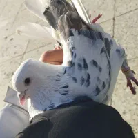 کفتر پرشی غریب گیری