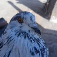 کفتر|پرنده|زرندیه, |دیوار