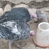 بوقلمون نر وماده