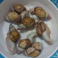 حلزون کلاژن ساز|خزنده|کرج, گلشهر|دیوار