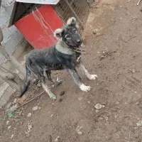 سگ سرابی پنچ ماه