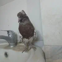 نرکله ای سرخ ب شرط تخم جوجه|پرنده|بروجرد, |دیوار