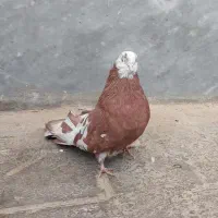 سرور ماده|پرنده|ابهر, |دیوار