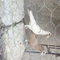 زرد کرمونی مصری کرمونی قره کرمونی|پرنده|مشهد, هفده شهریور|دیوار