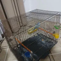 مرغ عشق باقفس