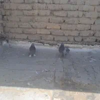 کبوتر اصفهانی|پرنده|اصفهان, ارغوانیه|دیوار