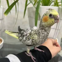 عروس هلندی (گل باقالی)|پرنده|بافق, |دیوار