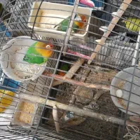 چهار عدد طوطی فیشر کوتوله برزیلی