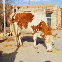 گاو آماده زایمان