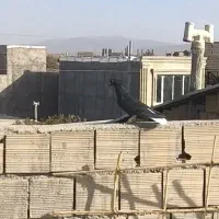 زیل دمسفید|پرنده|بوئین زهرا, |دیوار