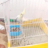 پرنده