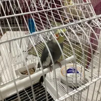 عروس هلندی نر س