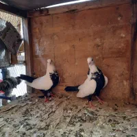 طوقی|پرنده|تهران, سلسبیل شمالی|دیوار