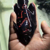 ماهی|ماهی|زاهدان, |دیوار