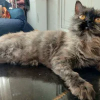 واگذاری گربه بریتیش پرشین لانگ هیر ماده