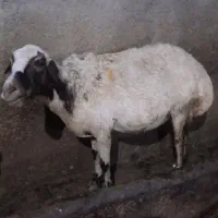گوسفند فروشی