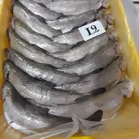 ماهی قزل و جنوب