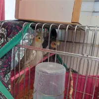 عروس هلندی نرماده