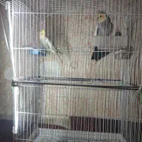 پرنده حدودی