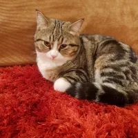 گربه بریتیش بلک گلد و تابی پا کوتاه نر ۴ ماهه