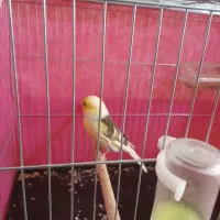 قناری نر گلاستر شلاقی شلاقی مست