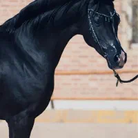 سیلمی دوسر مشکی جهت کشش