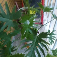 فروش گلهای اپارتمانی