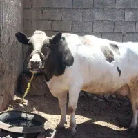 فروش گاو شیری