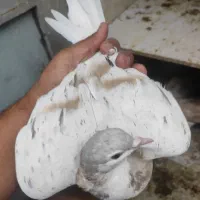 کبوترهفترنگ