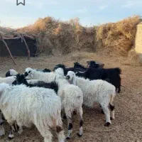 گوسفند بره میش معاوضه با ملک