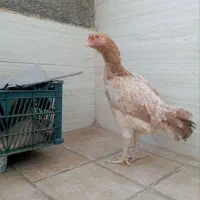 مرغ لاری