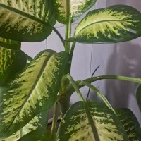 گل دیفن باخیا