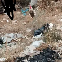 خروس محلی در حمیدیه|حیوانات مزرعه|حمیدیه, |دیوار