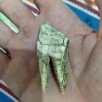 فسیل دندان