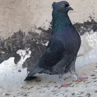 نرماده سیاه سبز پرشی قم|پرنده|قم, آزادگان|دیوار