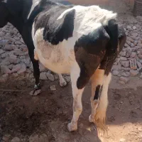 گاوابستن ۷۰|حیوانات مزرعه|اندیکا, |دیوار