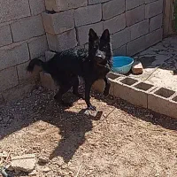 ژرمن بلک شولاین|سگ|کرمان, |دیوار