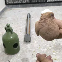 ماده دم سفید درجه 1