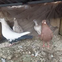 کفتر شش تا دم سیاه کلاهی سرخ و سبز پشتدار
