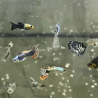 ماهی آکواریوم کوپی و گوپی و سواتل یا دم شمشیری|ماهی|قم, شهرک امام حسین|دیوار