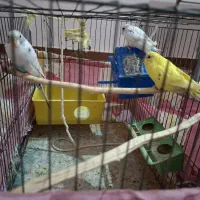 مرغ عشق|پرنده|ایذه, |دیوار