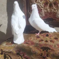 سفید اراکی اصیل|پرنده|شیراز, عادل آباد|دیوار