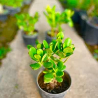 کراسولا یشم گیاه ثروت گل طبیعی|گل و گیاه طبیعی|مشهد, هنرور|دیوار