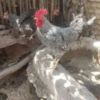 تخم نطفه دار پیلیمونت راک|حیوانات مزرعه|مبارکه, |دیوار