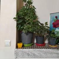 تعدای گل حسن یوسف بفروش|گل و گیاه طبیعی|نجفآباد, قدس|دیوار