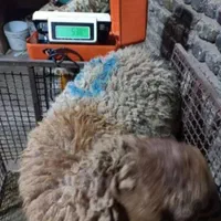 گوسفند اصیل کوهستان کم دنبه کم چربی تضمینی+خونی|حیوانات مزرعه|مشهد, توس (بلوار توس)|دیوار
